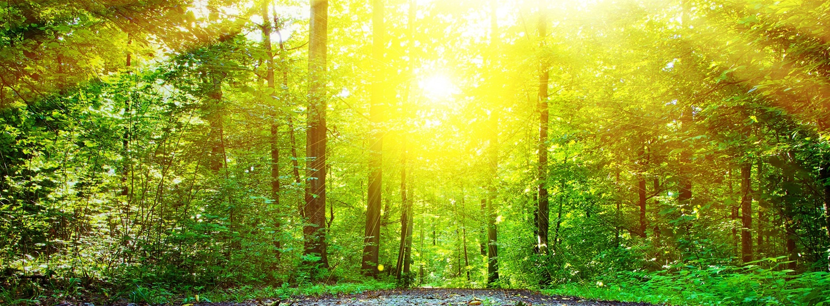 Grüner Wald mit Sonnenlicht, das durch Bäume scheint – symbolisch für Nachhaltigkeit.